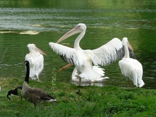 Пеликаны в Парке Святого Джеймса