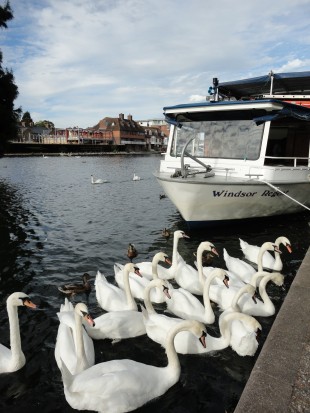 Ежегодная перепись лебедей на Темзе: как и для чего пересчитывают королевских птиц
